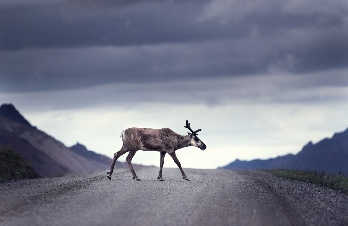 caribou crossing road on cloudy day 