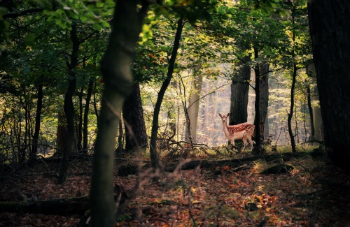 deer in a forest in daylight 