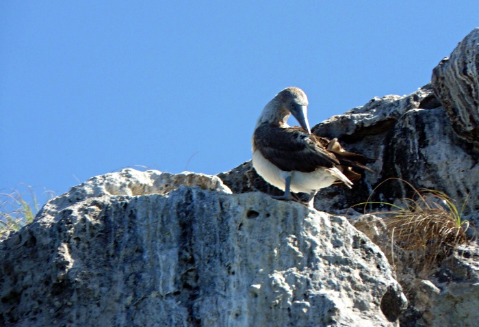 blue footed booby 