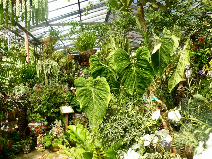 wall of plants in the puerto vallarta botanical gardens 