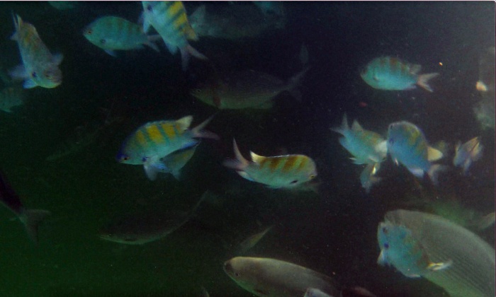 fish underwater 