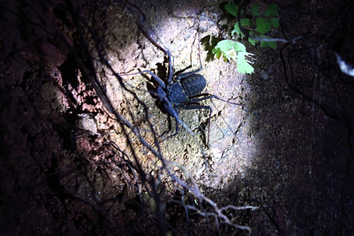 close up on wolf spider on tree