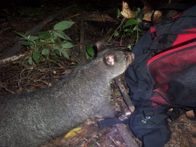 possum going through tent at night 