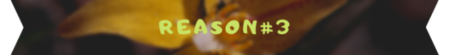 reason 3 banner 