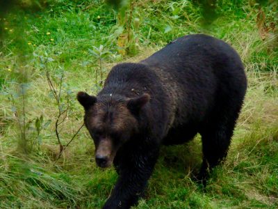 black bear on grass