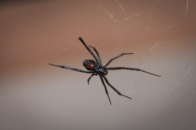 spider on spider net 