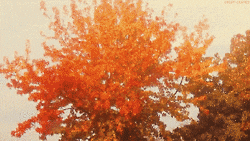 red leaves falling gif