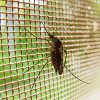 best mosquito bug zapper