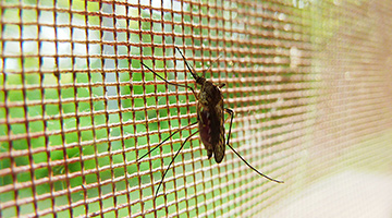 The 5 Best Mosquito Killer Machines to Stay Buzz-free! | 2019